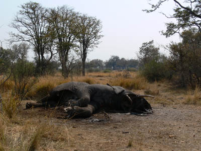 toter Elefant, Botswana